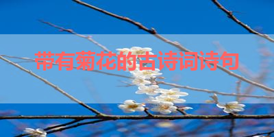 带有菊花的古诗词诗句 