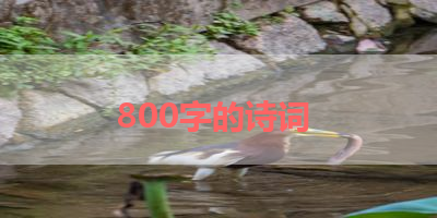 800字的诗词 