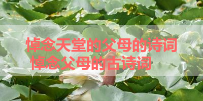 悼念天堂的父母的诗词 悼念父母的古诗词