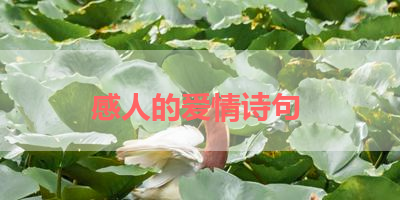 感人的爱情诗句 