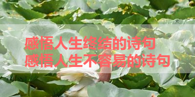 感悟人生终结的诗句 感悟人生不容易的诗句