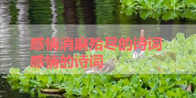 感情消磨殆尽的诗词 感情的诗词