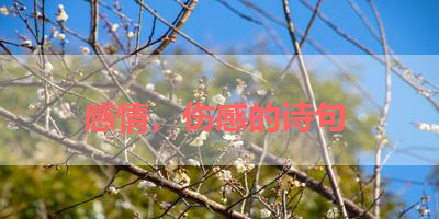 感情，伤感的诗句 