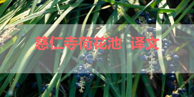 慈仁寺荷花池  译文 