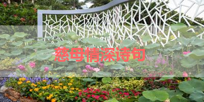 慈母情深诗句 