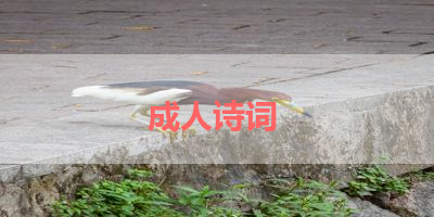 成人诗词 