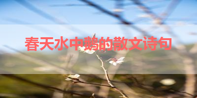 春天水中鹅的散文诗句 