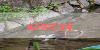 春季赏花诗词 