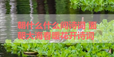 朝什么什么间诗词 面朝大海春暖花开诗词