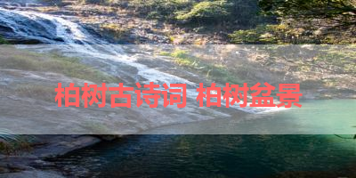 柏树古诗词 柏树盆景