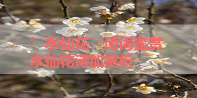 ’水仙花‘诗词鉴赏 水仙花诗加赏析 