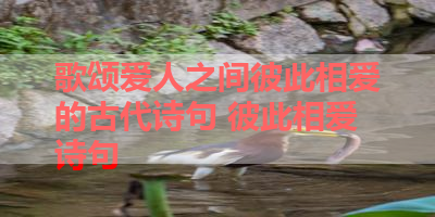 歌颂爱人之间彼此相爱的古代诗句 彼此相爱诗句