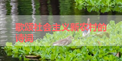 歌颂社会主义新农村的诗词 