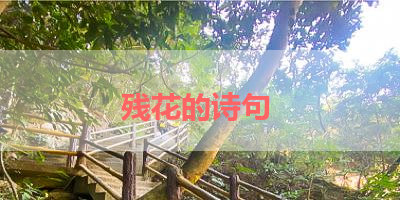 残花的诗句 
