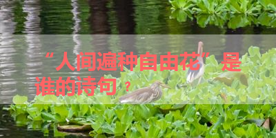 “人间遍种自由花”是谁的诗句﹖ 