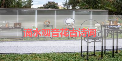 滴水观音花古诗词 