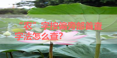 “农”字按偏旁部首查字法怎么查？ 