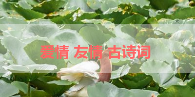 爱情 友情 古诗词 