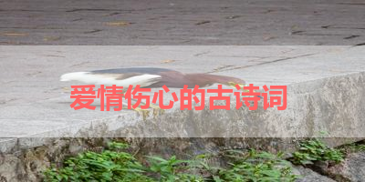 爱情伤心的古诗词 