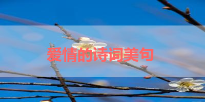 爱情的诗词美句 