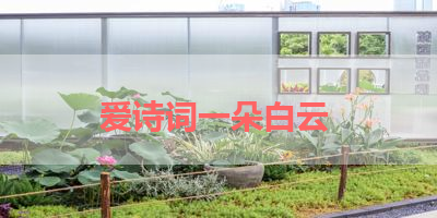 爱诗词一朵白云 
