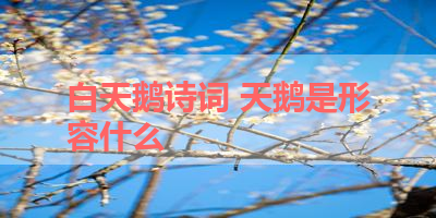 白天鹅诗词 天鹅是形容什么