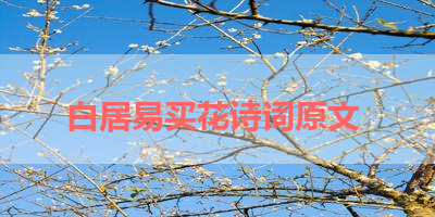 白居易买花诗词原文 