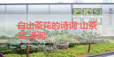 白山茶花的诗词 山茶花 诗词