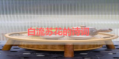 白流苏花的诗词 