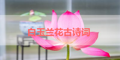 白玉兰花古诗词 