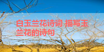 白玉兰花诗词 描写玉兰花的诗句 