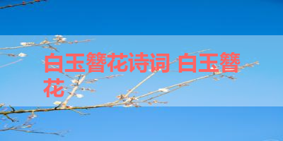 白玉簪花诗词 白玉簪花