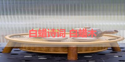 白蜡诗词 白蜡木