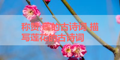 称赞 莲的古诗词 描写莲花的古诗词