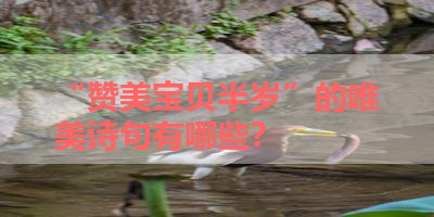 “赞美宝贝半岁”的唯美诗句有哪些？ 