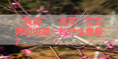 “黄菊”“黄花”在古诗词中是一种什么意象？ 
