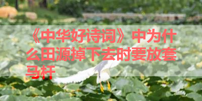 《中华好诗词》中为什么田源掉下去时要放套马杆 