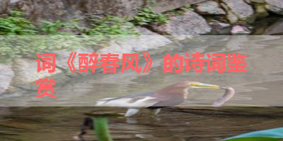 词《醉春风》的诗词鉴赏 