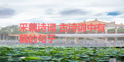采藕诗词 古诗词中有藕的句子 