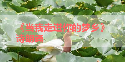 《当我走进你的梦乡》诗朗诵 