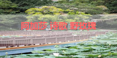 阿加莎 诗歌 野玫瑰 