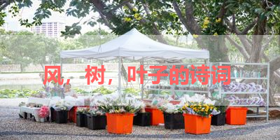 风，树，叶子的诗词 