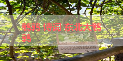 鹌鹑 诗词 东北大鹌鹑