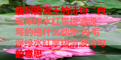 唐朝骆宾王的诗句“白毛浮绿水红掌拨清波”写的是什么动物 白毛浮绿水红掌拨清波诗句的意思