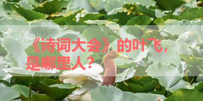 《诗词大会》的叶飞，是哪里人？ 