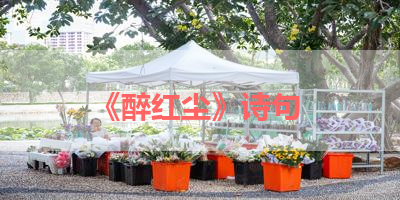 《醉红尘》诗句 