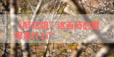 《醉花阴》这首诗的意思是什么？ 