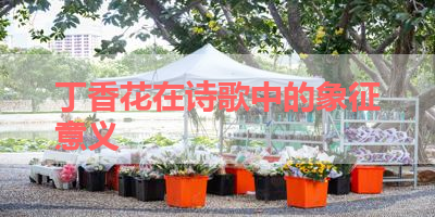 丁香花在诗歌中的象征意义 