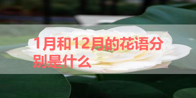 1月和12月的花语分别是什么 