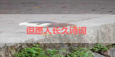 但愿人长久诗词 